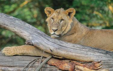 Young male lion resting on a log