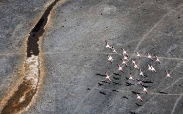 Flamingos in flight