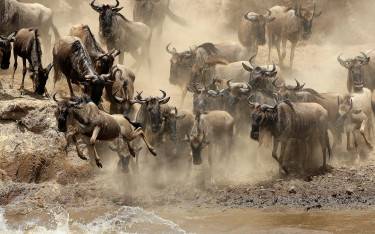 Wildebeest migrating across the river