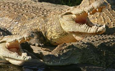 Nile crocodiles basking in the sun