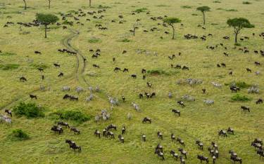 Wildebeest migration seen from a hot-air balloon