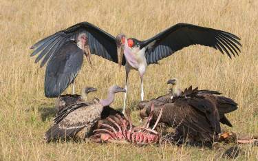 Vultures and marabou feeding