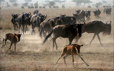 Great migration of wildebeest