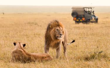 Safari vehicle and a pair of lions