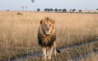 Lion with hot-air balloons in the background