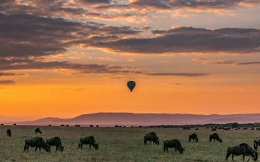 Thumbnail of Hot-air balloon safari at sunrise with wildebeest on the plains below