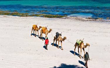 Men walking with camels on the beach