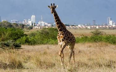 Masai giraffe in front of the Nairobi skyline