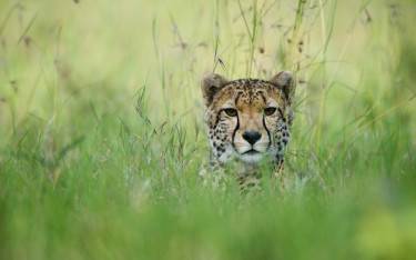 Cheetah