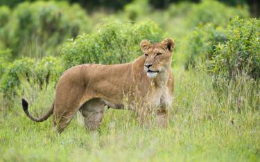 Lion