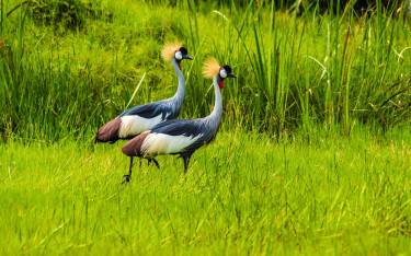 Two crowned cranes walking through tall grass