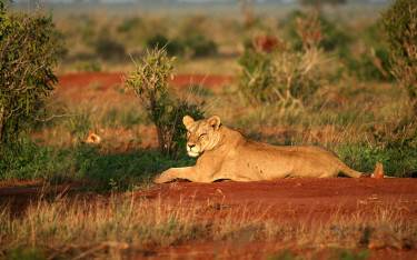 Lion in the morning sun