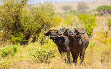 Cape buffalo