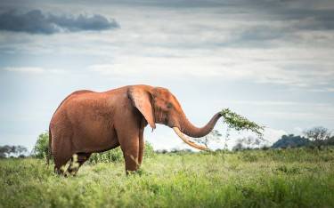 Elephant feeding