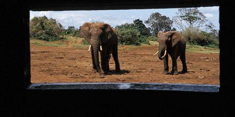 4-Day Mombasa or Diani - Tsavo East - Amboseli - Nairobi