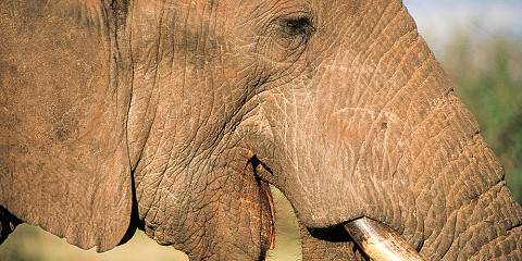 3-Day Visit the Maasai Mara Kenya's Most Premier Reserve