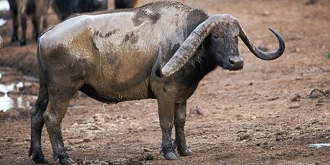 Marvelous Adventure in Africa - Luxury Safari