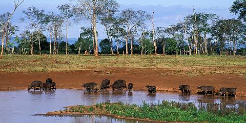 5-Day Amboseli, Tsavo East and Tsavo West Budget Safari,