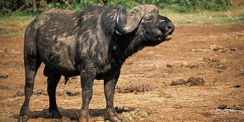 3-Day Maasai Mara Joining Safari