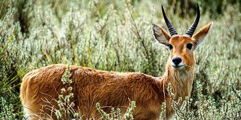 Of Kenya's Famous Parks Safari