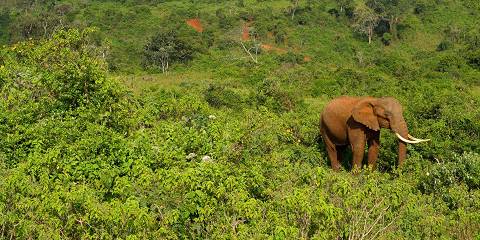 7-Day Amboseli | Tsavo West | Tsavo East |Watamu Beach