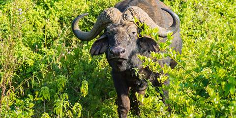 5-Day Masai Mara, Nakuru & Hells Gate - Budget Safari