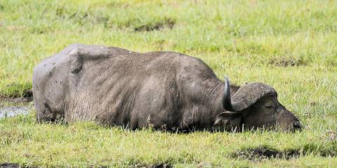 6-Day Samburu, Nakuru & Mara Safari