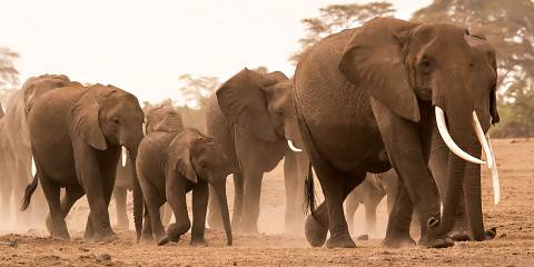 3-Day Amboseli and Tsavo West Safari from Coast