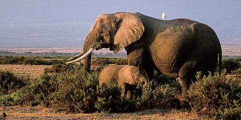 2-Day Amboseli Safari Midrange Safari Adventure