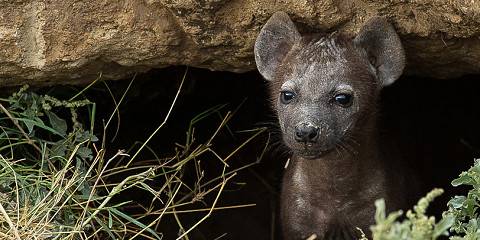 7-Day Kenya Luxury Safari - Kilimanjaro to Mara Plains