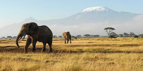 2-Day Amboseli Overnight Safari