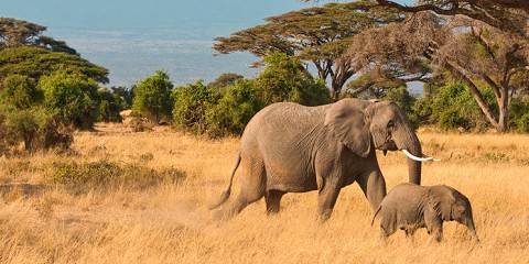 Tsavo West, Amboseli, & Tsavo East Safari