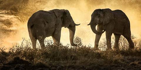 Taita Hills & Amboseli Luxury Safari