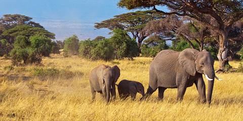 3-Day Amboseli Sopa Lodge Tour