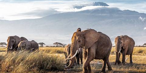 4-Day Tsavo East, Amboseli and Tsavo West from Coast