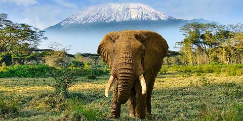 1-Day Amboseli National Park Excursion