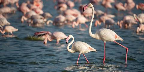 9-Day Southern Kenya Family Big and Special Five Safari