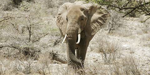 3-Day Luxurious Safari at Masai Mara National Reserve
