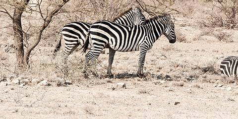 3-Day Ol Pejeta Wildlife & Conservation Safari