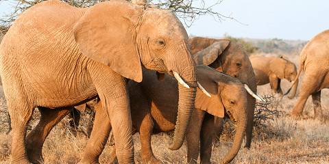 3-Day Amboseli National Park Game Safari