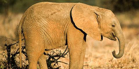 6-Day Northern Kenya's Conservation Journey