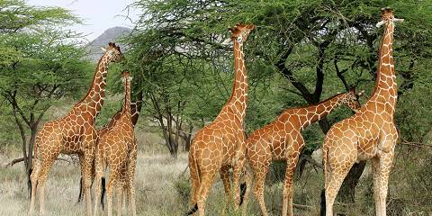 Best of Northern Kenya Tour Samburu & Ol-Pejeta