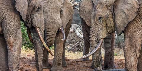 6-Day Aa Lodges - Amazing Kenyan Safari