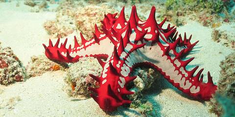 1-Day Wasini Snorkelling Tour