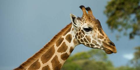 Masai Mara & Maasai Village Budget Safari