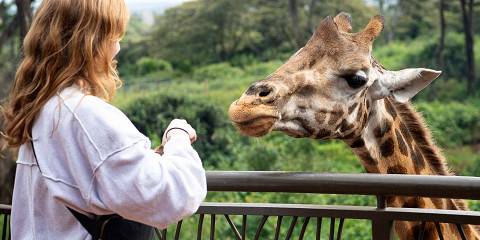 Nairobi Safari, Park, Sheldrick, Giraffe Centre