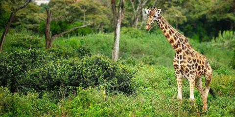 3-Day The Famous Mara – Mid-Range Masai Mara Safari