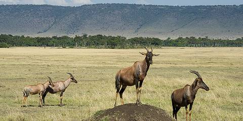 Masai Mara
