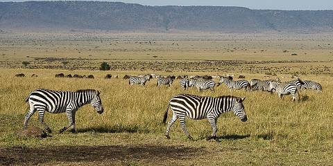 Kenya's Northen Plains and Savannah Circuit