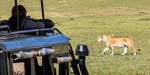 11-Day Grand Kenya Safari from Samburu to Diani Beach